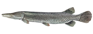 Alligator Gar