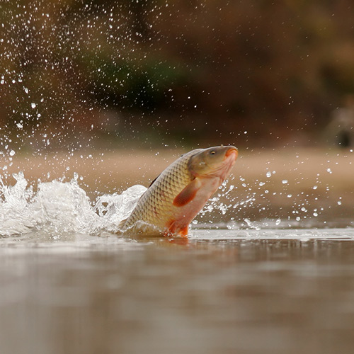 How to Catch Carp - Take Me Fishing