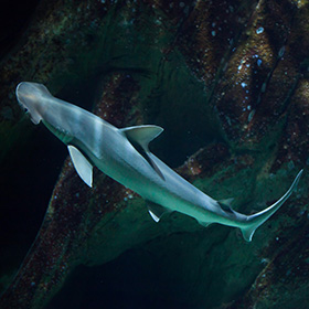 Bonnethead shark swimming 