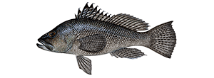 Black Sea Bass