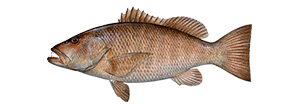 Cubera Snapper