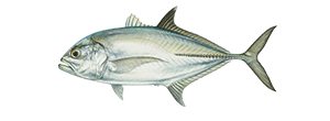 Bigeye Trevally