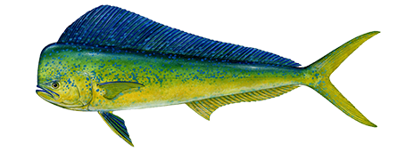 Dolphinfish