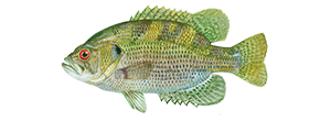 Rock Bass