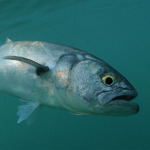 How to Catch Bluefish - Take Me Fishing