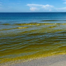 Red Tide in Florida