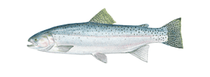 Sea Trout