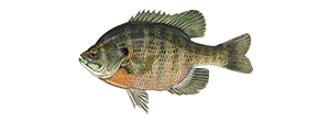 Bluegill