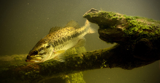 Top Five Ways To Catch Bass In December