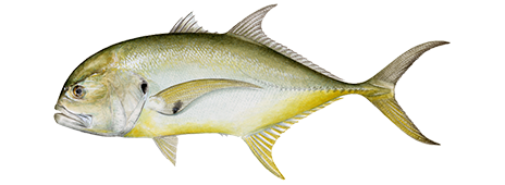 Crevalle Jack