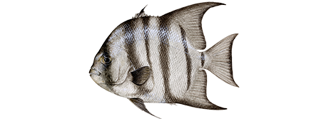 Atlantic Spadefish