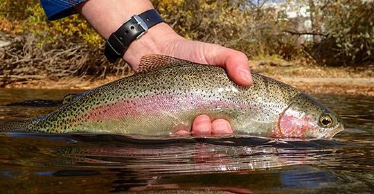 How to Fish for Trout in a Lake: Tips for Catching Rainbows - Take