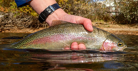 How To Fish For Trout In A Lake Tips For Catching Rainbows Take Me 