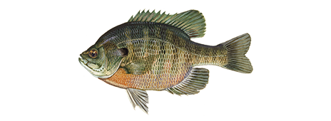 https://www.takemefishing.org/getmedia/99698c52-7c39-48a5-8bba-72089fb4025a/bluegill-464x170.png?width=464&height=170&ext=.png