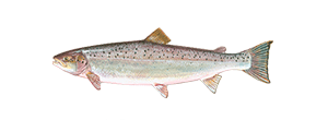 Atlantic Salmon