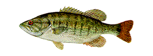 Redeye Bass