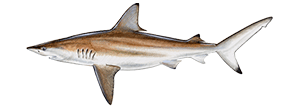 Blacktip Shark