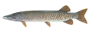 Muskellunge