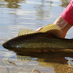 how to hold fish