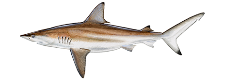 Blacktip Shark