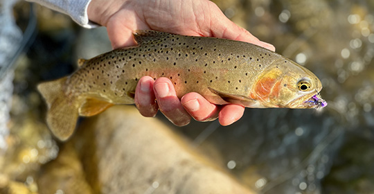 Native-cutthroat-trout-540x280-(1).jpg Native-cutthroat-trout-540x280-(1).jpg