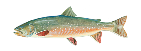 Arctic Char