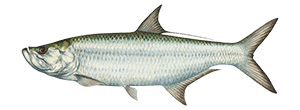 Tarpon