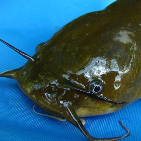 bullhead catfish caught on the surface of a boat