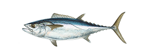 Dogtooth Tuna