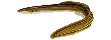 American Eel