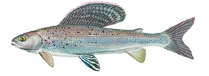 Arctic Grayling