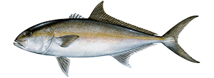 Greater Amberjack