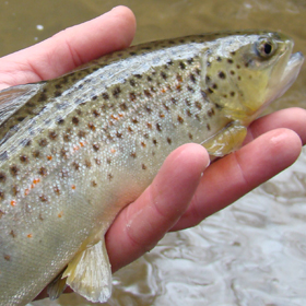 trout fishing