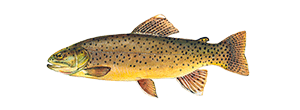 Apache Trout