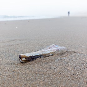 razor clam on the shore