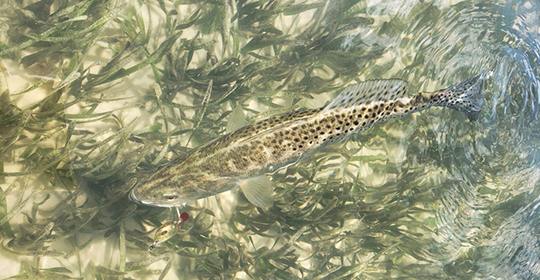 Spotted-Seatrout-540x280.jpg
