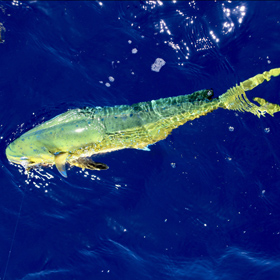 fishing in the florida keys