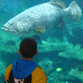 Use these Grouper Fishing tips to catch more fish. 