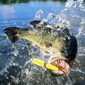 bass fishing 