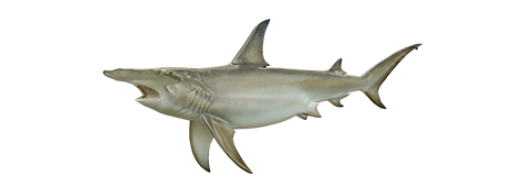 Hammerhead Shark