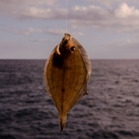 flounder-fishing