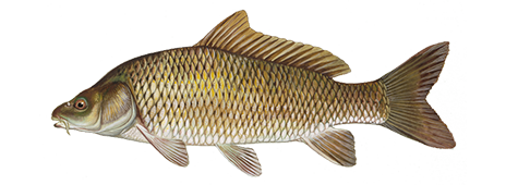 Common Carp - Take Me Fishing