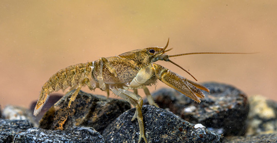 Crayfish-540x280.jpg