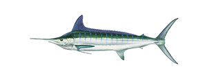 Striped Marlin