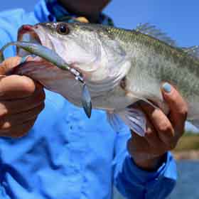 person holding bass fish
