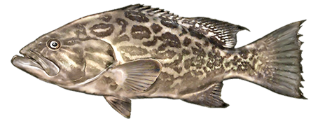 Broomtail Grouper