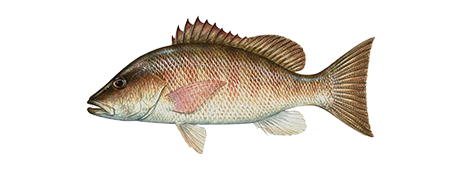 Mangrove Snapper