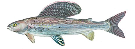 Arctic Grayling