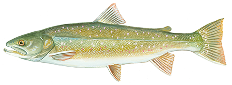 Dolly Varden