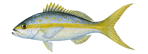 Yellowtail Snapper